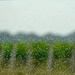 The Becker Vines in the rain by louannwarren