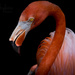 Flamingo  by shylaine3304