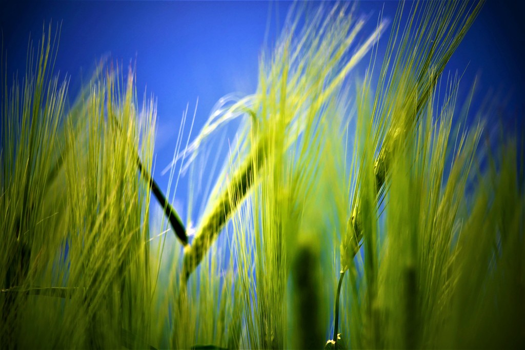 Young Wheat by carole_sandford