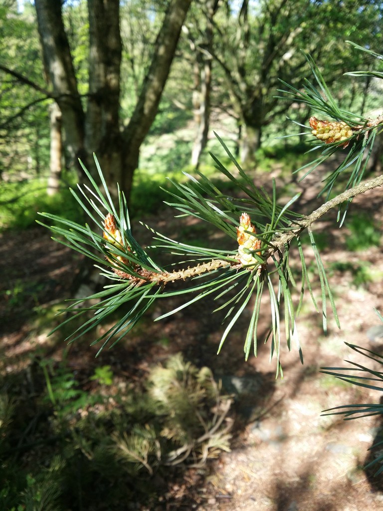 Pine cones by janetr