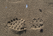 20th May 2017 - Shoe print in the sand
