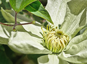 20th May 2017 - Guernsey Cream Clematis