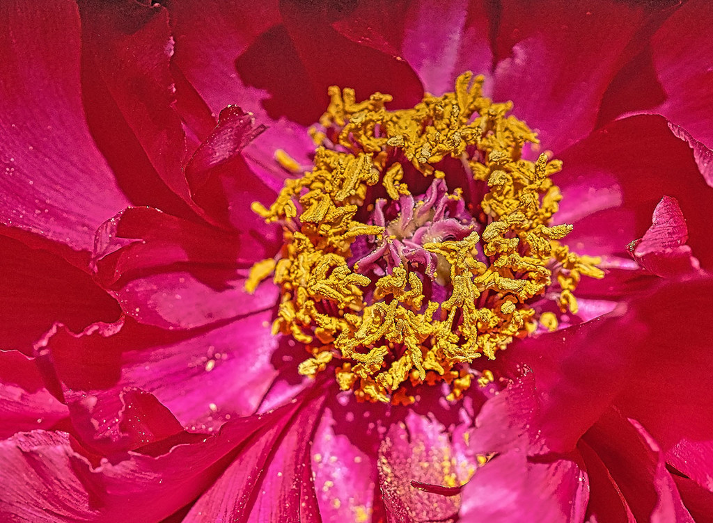 Mega Pollen by gardencat