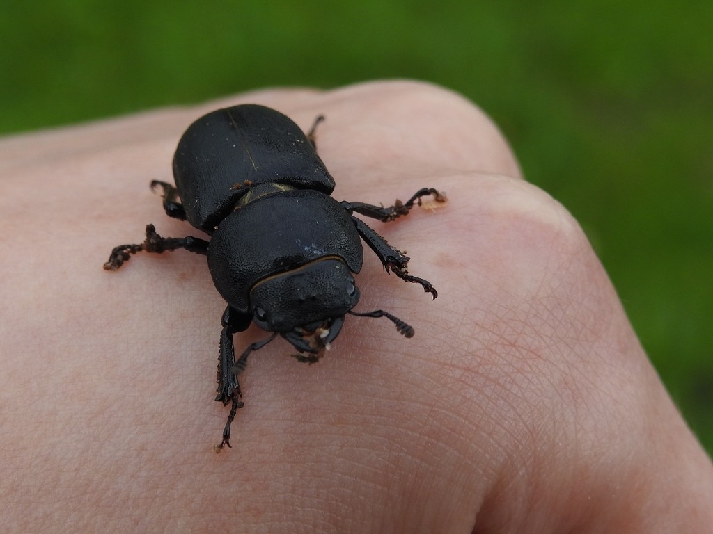 Lesser Stag Beetle by roachling