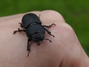 20th May 2017 - Lesser Stag Beetle