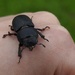 Lesser Stag Beetle by roachling