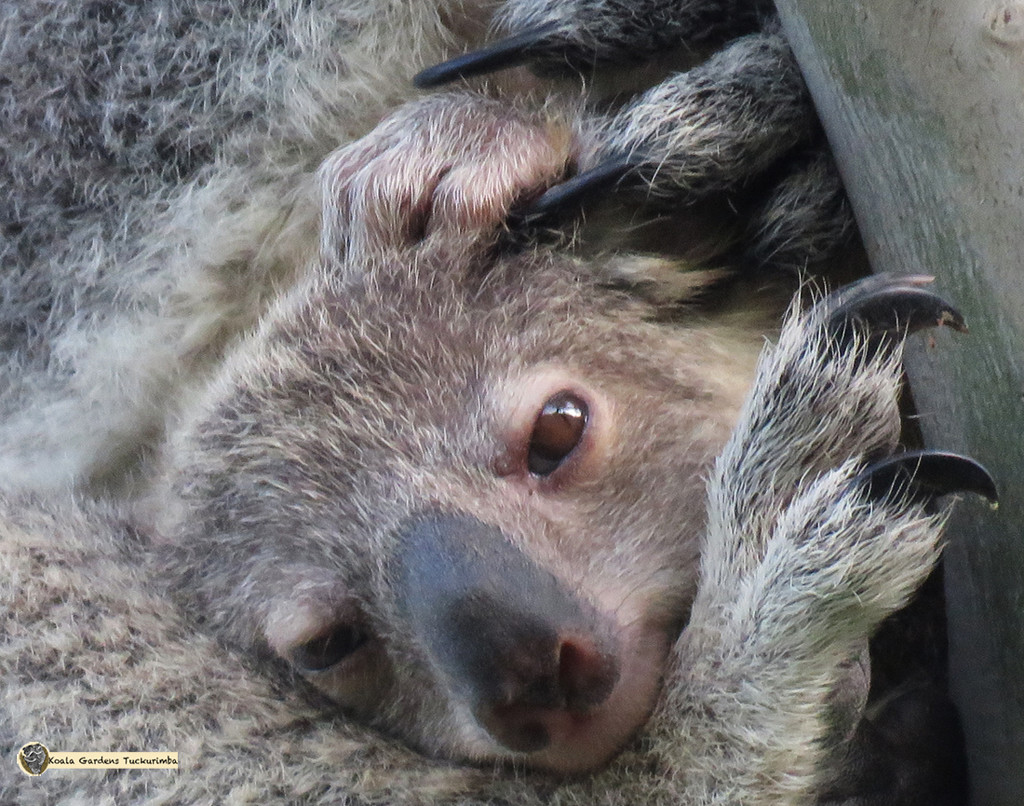 sleepyhead by koalagardens