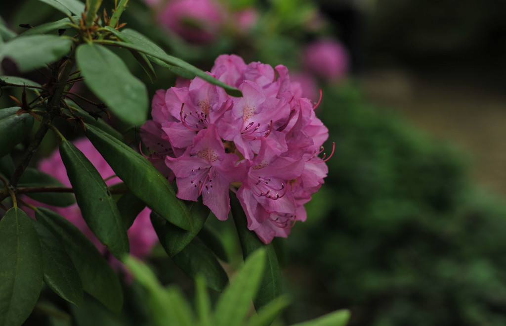 Rhododendron by loweygrace