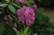 20th May 2017 - Rhododendron