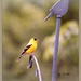 American Goldfinch by essiesue