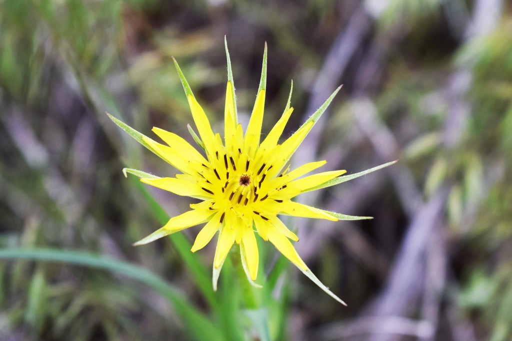 Sunburst flower (unknown weed) by sandlily