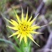 Sunburst flower (unknown weed) by sandlily