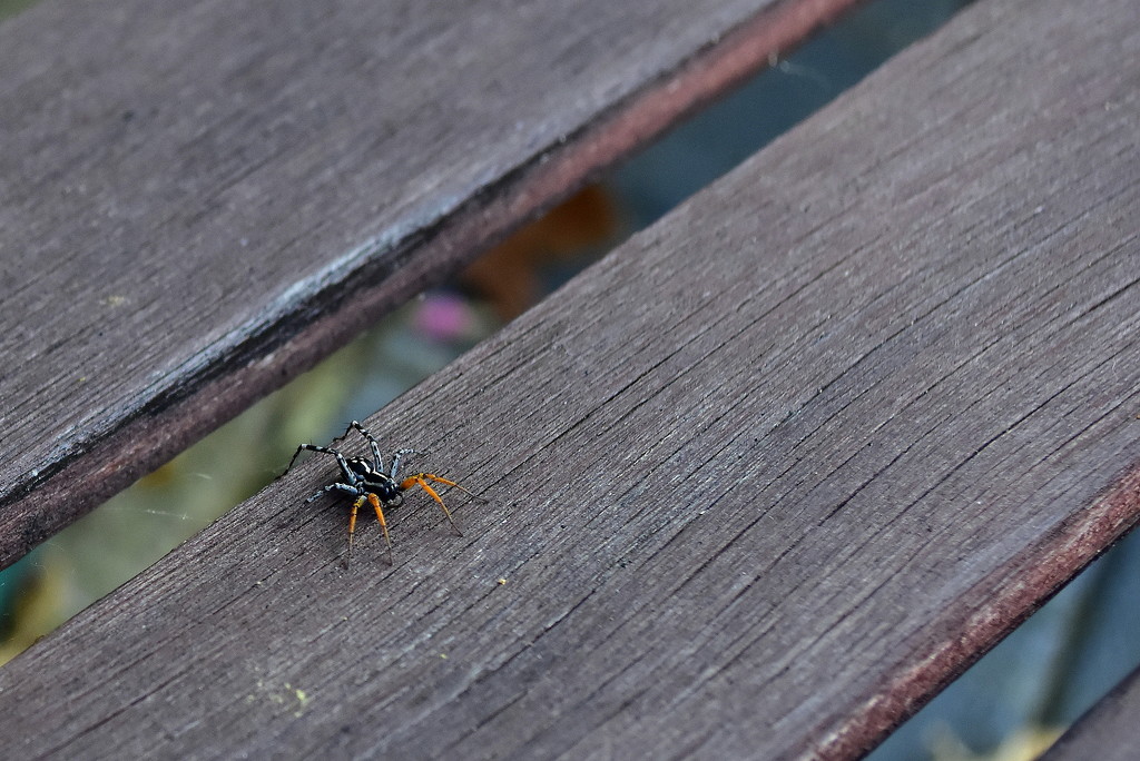 Spotted Ground Swift Spider by nickspicsnz