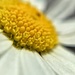 White and yellow by cocobella