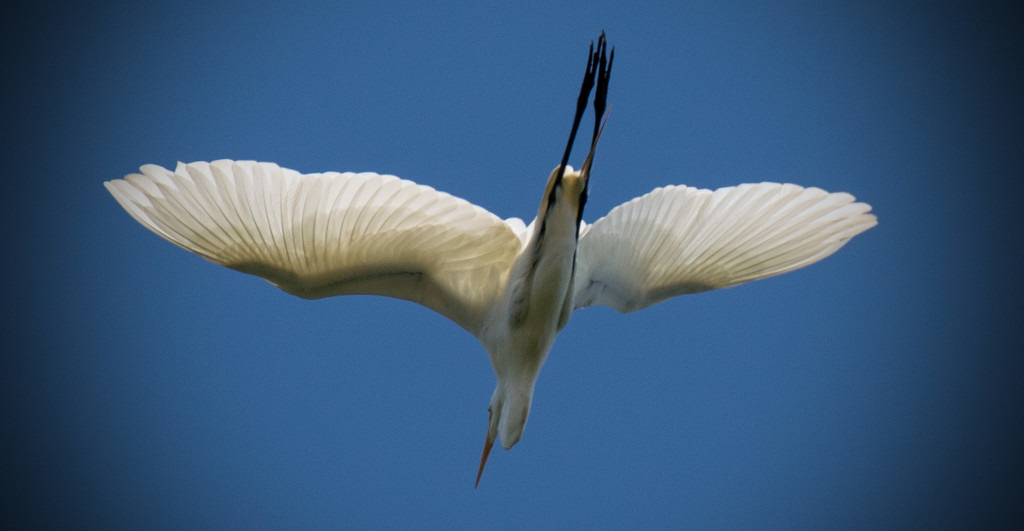 Egret Flyover! by rickster549