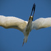 Egret Flyover! by rickster549