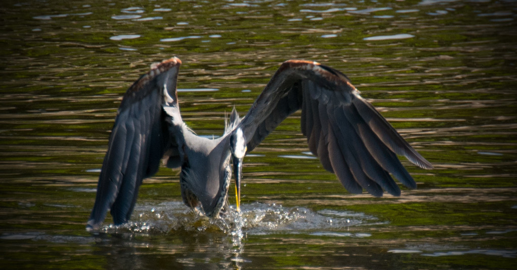 Blue Heron in the Attack Mode! by rickster549