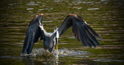 20th May 2017 - Blue Heron in the Attack Mode!