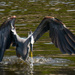 Blue Heron in the Attack Mode! by rickster549