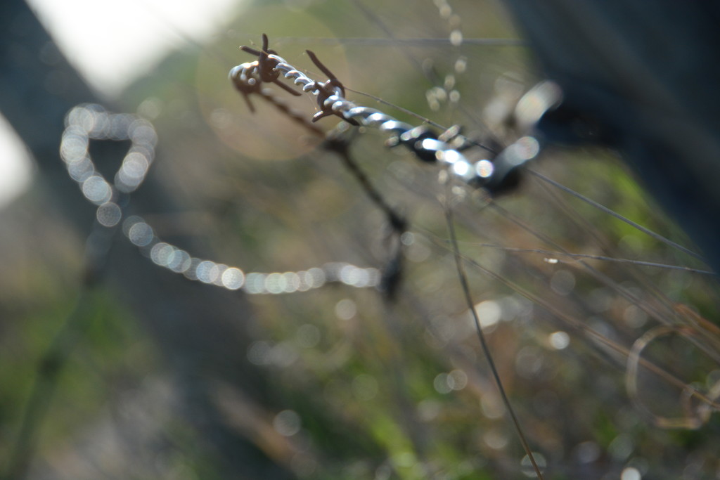 Barbed wire bokeh by jayberg