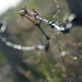 Barbed wire bokeh by jayberg