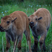 Bison Calves by 365karly1