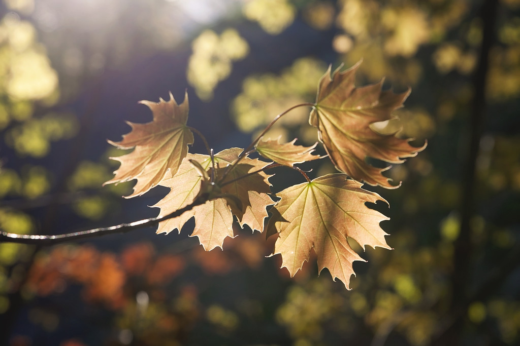 Maples in the evening light by kiwichick
