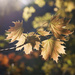 Maples in the evening light by kiwichick