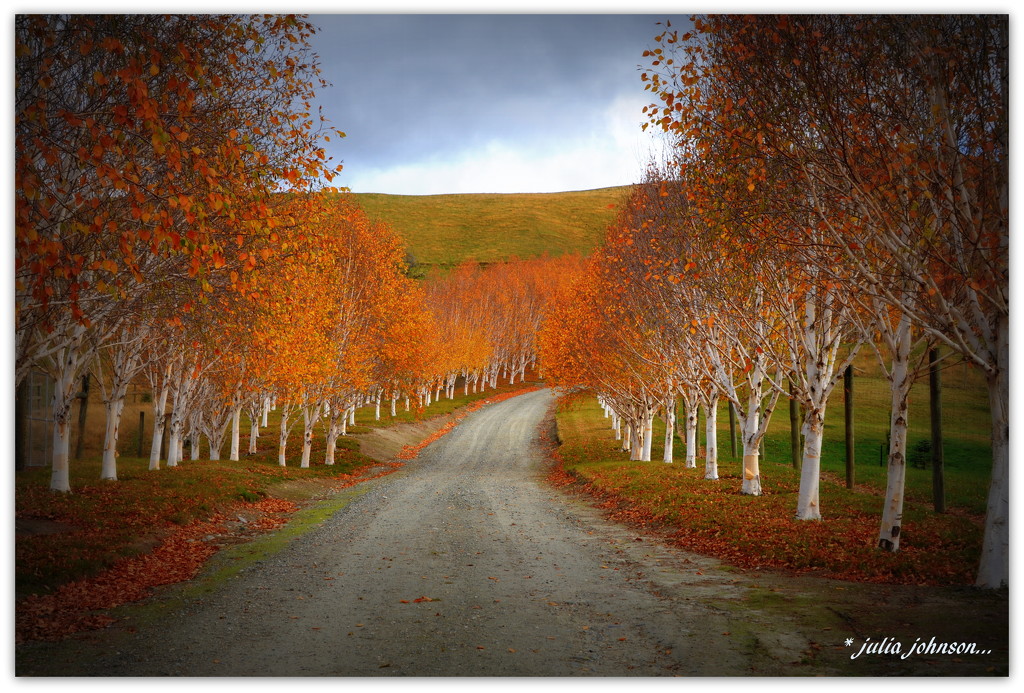 Silver Birch Driveway.... by julzmaioro