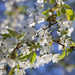 Apple blossom by kiwichick