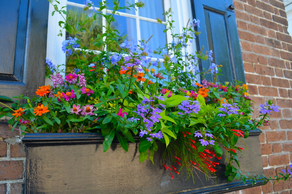 Flower box, historic district, Charleston, SC by congaree