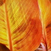 Gold Leaf by nickspicsnz