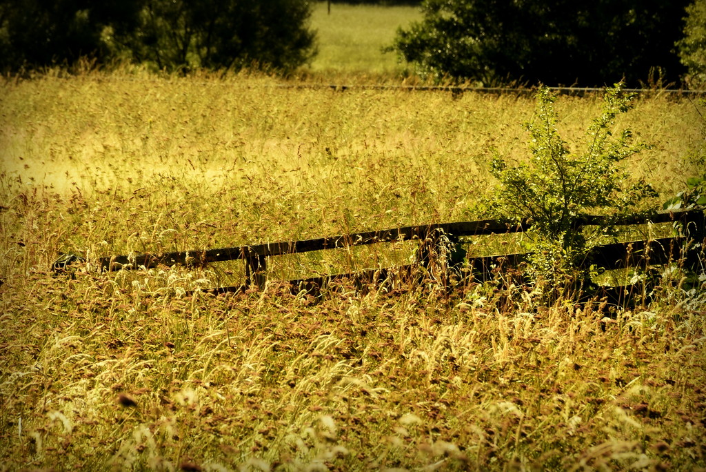Golden Grasses by nickspicsnz