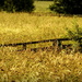 Golden Grasses by nickspicsnz
