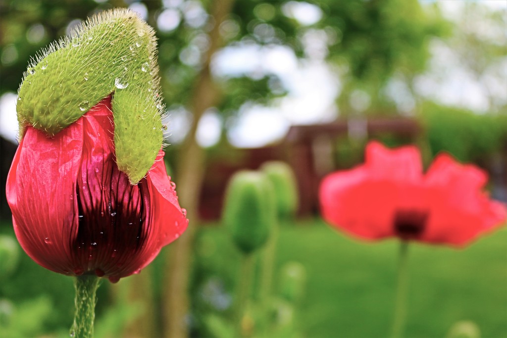 Second Poppy to Flower by phil_sandford