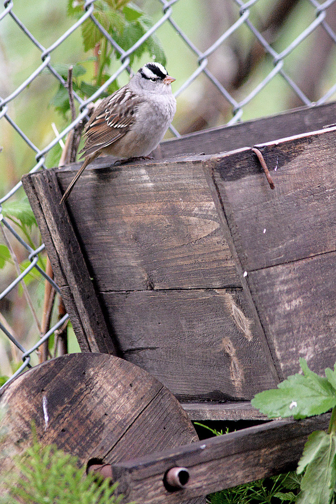 White-Crowned Sparrow and the wheelbarrel! by fayefaye