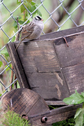 21st May 2017 - White-Crowned Sparrow and the wheelbarrel!