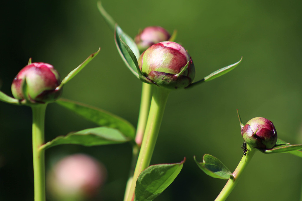 Peony buds by mittens