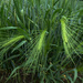 Wheat Field by cmp
