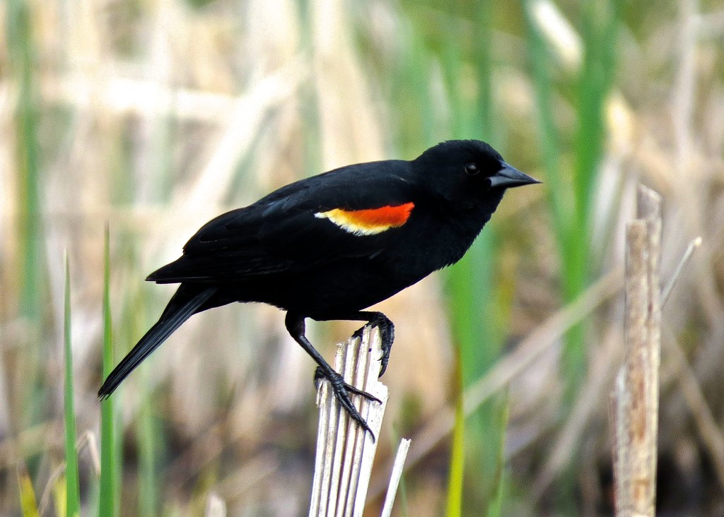 Red Winged Black Bird by rob257