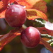  Cherries by 365anne