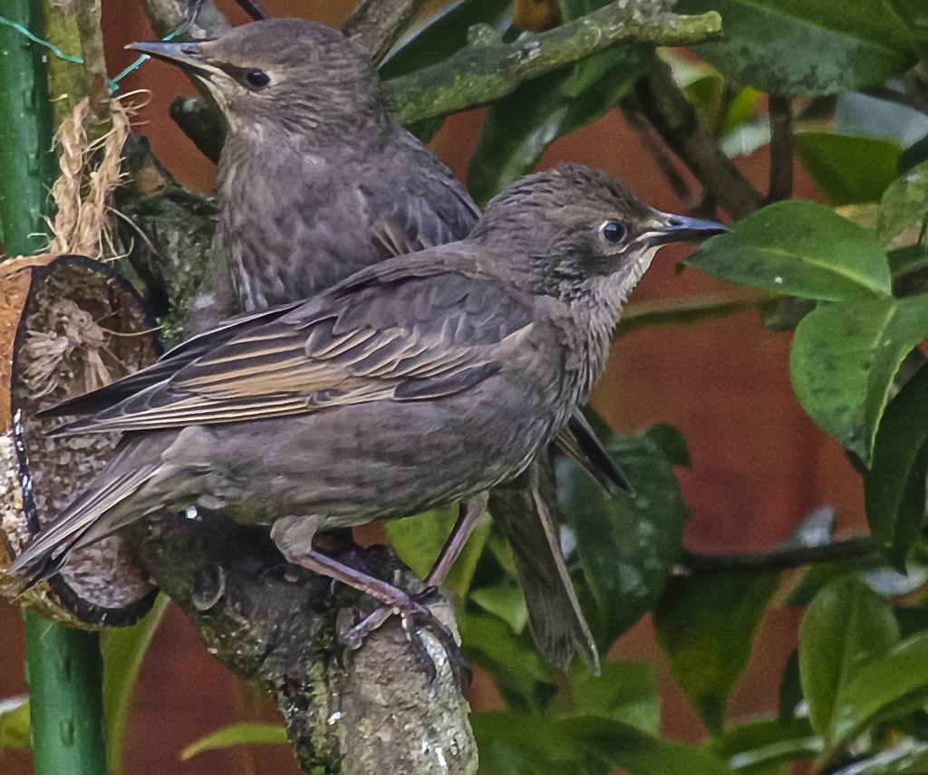 Young Starlings by tonygig