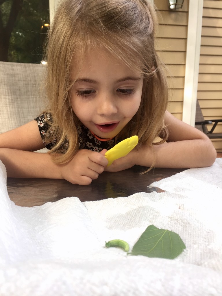 She wanted to keep the caterpillar as a pet by mdoelger