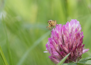21st May 2017 - Dung Fly on Red Clover