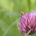 Dung Fly on Red Clover by leonbuys83