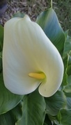 21st May 2017 - Arum Lilly update