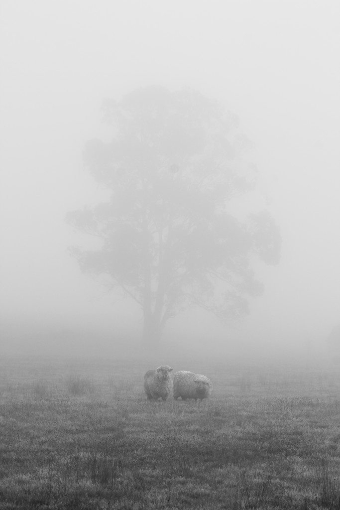 two sheep by wenbow