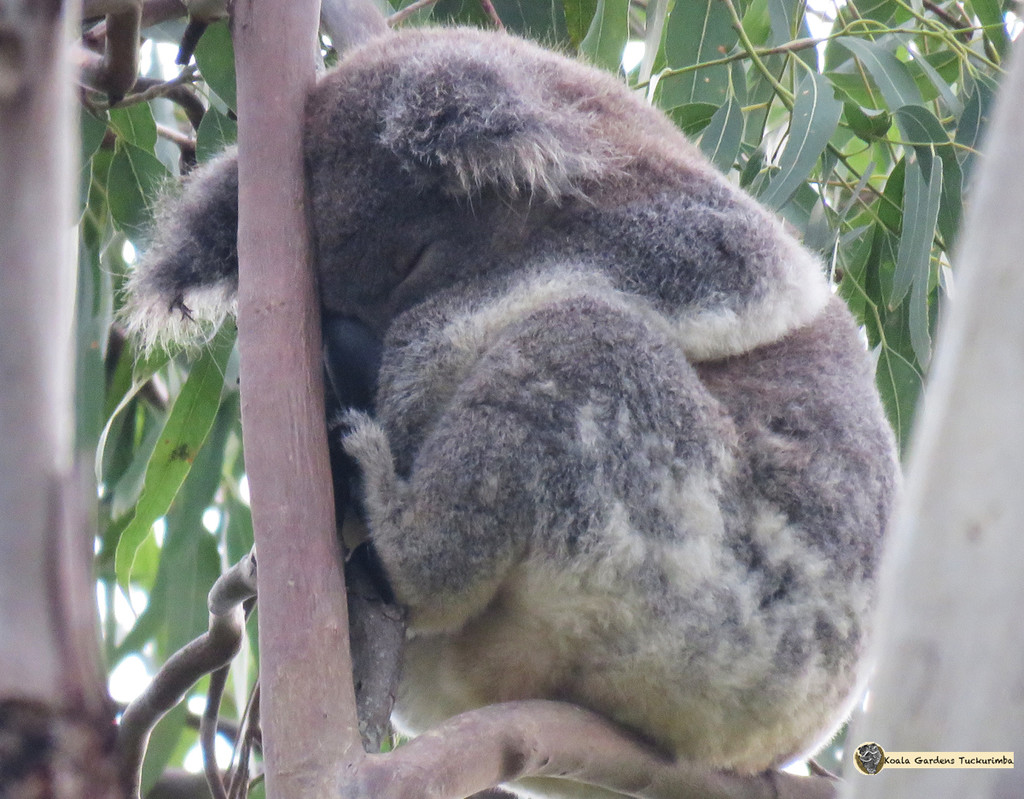 peaceful easy feeling by koalagardens