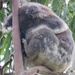 peaceful easy feeling by koalagardens