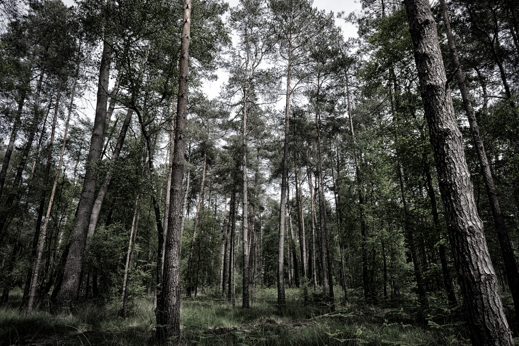 PLAY May - Sony 16mm f/2.8: Pines by vignouse
